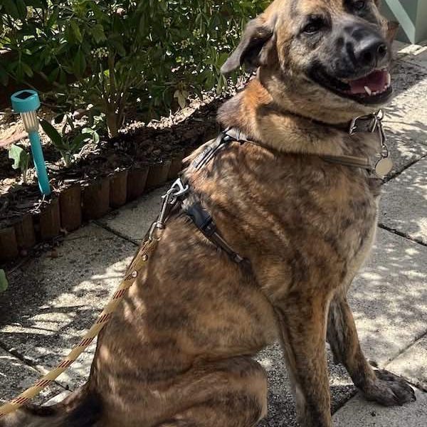 Un sympathique petit chien en étape à L'Escale du Loup Blanc Petit chien bien éduqué assis
