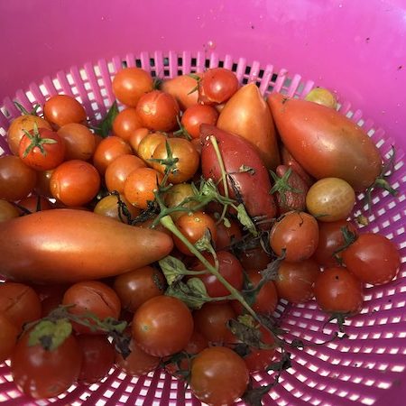 Retour de marché avec tomates fraiches de pays