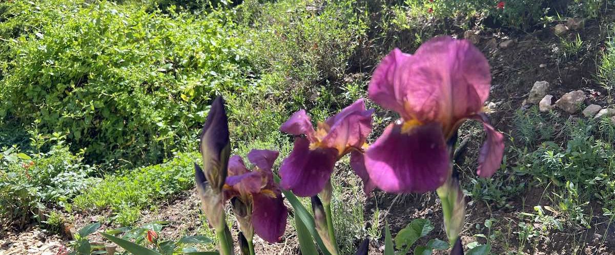 Les iris violets au printemps invitent à la recherche de l'équilibre avec son environnement
