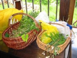 Paniers de plantes sauvages du Forez Lyonnais présentant des herbes fraichement cueillies 