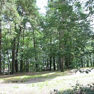 Forêt de pins et feuillus, ensoleillée et paisible, tables et bancs de pique nique en fond