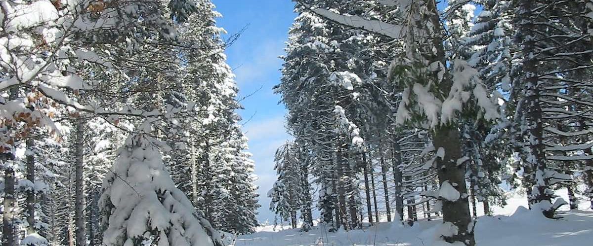 Vue panoramique sur les monts enneigées du Forez couverts de sapins.