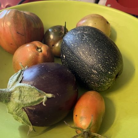 Récolte d'automne légumes du jardin